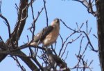 Cooper's-Hawk.jpg