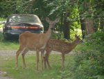 zzDeer222.jpg