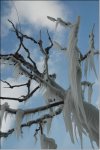 frost02.jpg